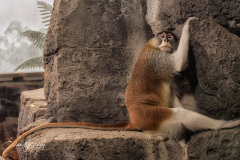 Como Zoo 2025