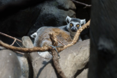 Minnesota Zoo 2025
