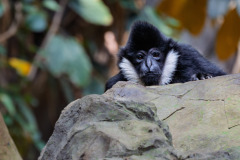 mnzoo2