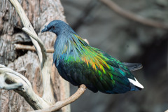 mnzoo4