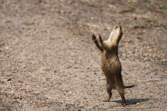 mnzoo5